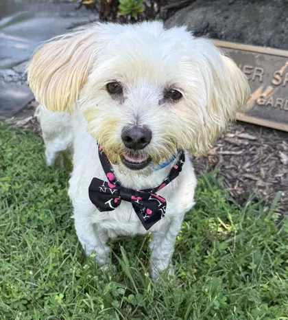 Moonie - Maltese