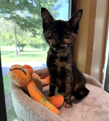 Bunting - Domestic Short Hair