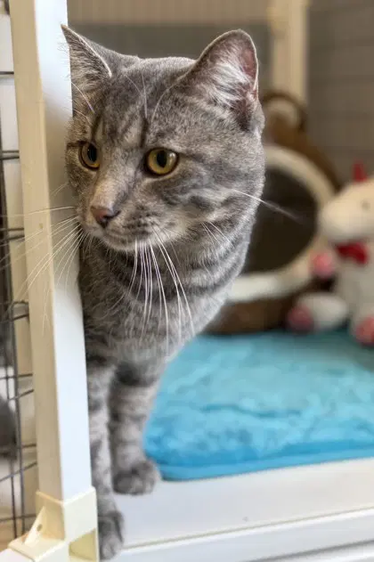 Reaper - Domestic Short Hair
