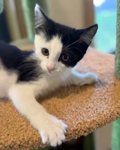 Quickstep - Domestic Short Hair