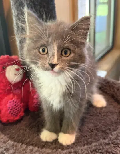 Samba - Domestic Medium Hair