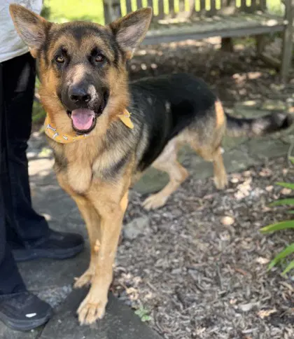 Jb - German Shepherd Dog