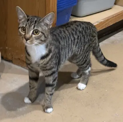 Hathor - Domestic Short Hair