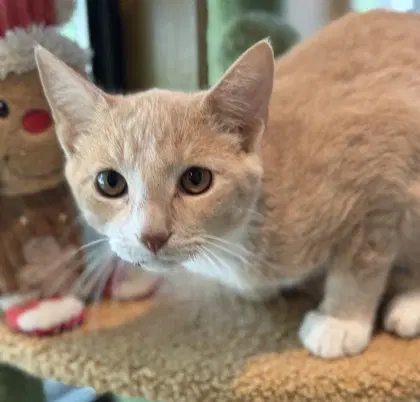 Zoltan - Domestic Short Hair