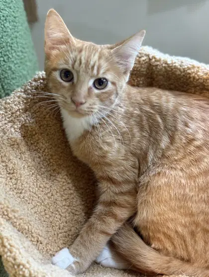 Zephyrus - Domestic Short Hair