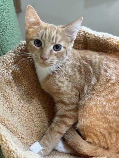 Zephyrus, a cat for adoption from Fauquier SPCA, Inc.