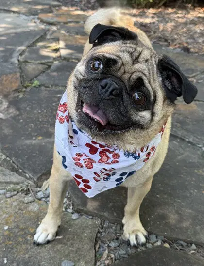 Franklin - Pug