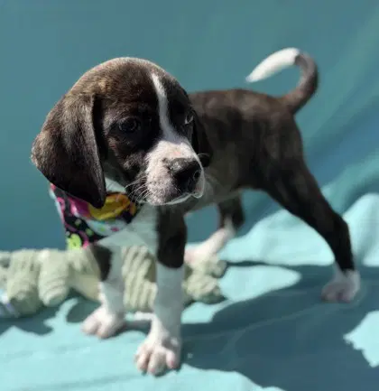 Voodoo - Pit Bull Terrier