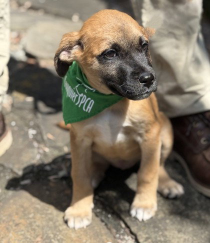 picture of the dog needing adoption