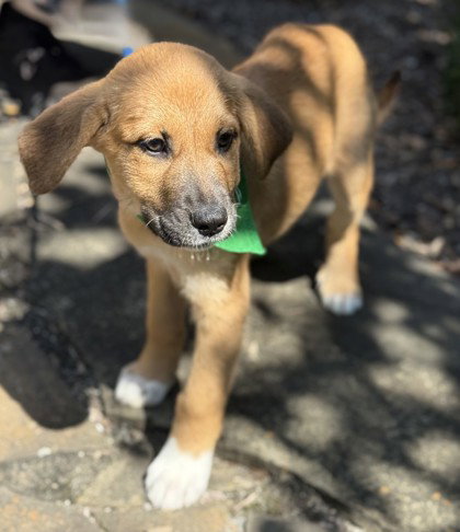 picture of the dog needing adoption
