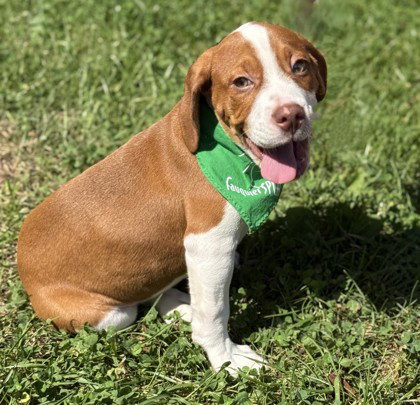 picture of the dog needing adoption