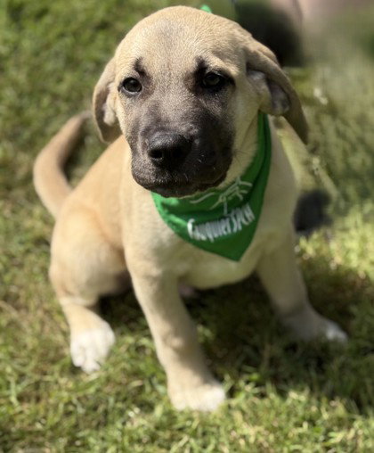 picture of the dog needing adoption