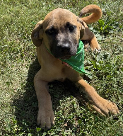 picture of the dog needing adoption