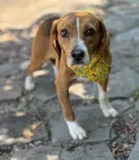 Pumpernickel - Beagle
