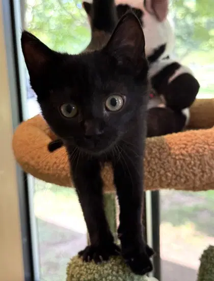 Beelzaboot - Domestic Short Hair