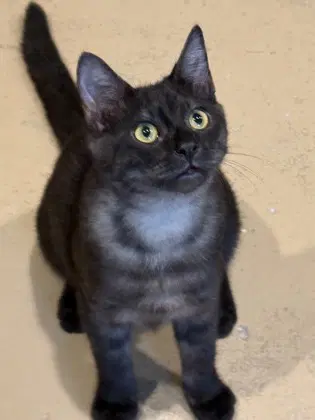Rhetor - Domestic Short Hair