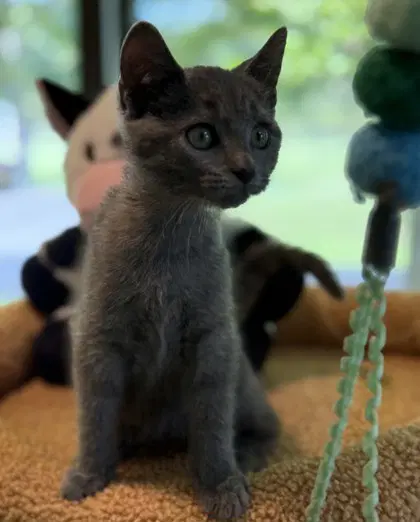 Tuna - Domestic Short Hair