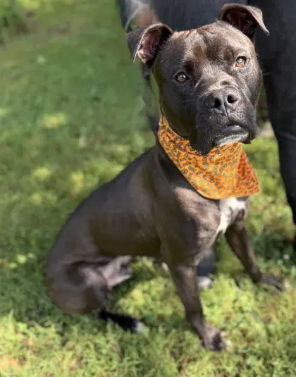 Furyan - Boxer