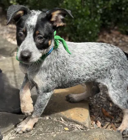 Mayhem - Australian Cattle Dog/Blue Heeler