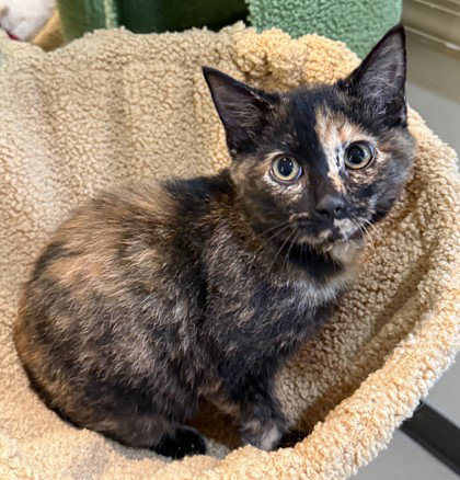 Tango, Domestic Short Hair