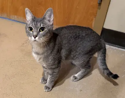 Foxtrot - Domestic Short Hair