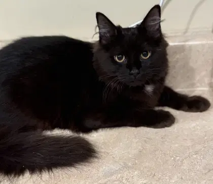 Jive - Domestic Medium Hair