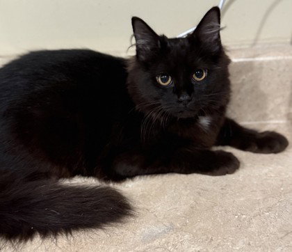 Jive, a cat for adoption from Fauquier SPCA, Inc.