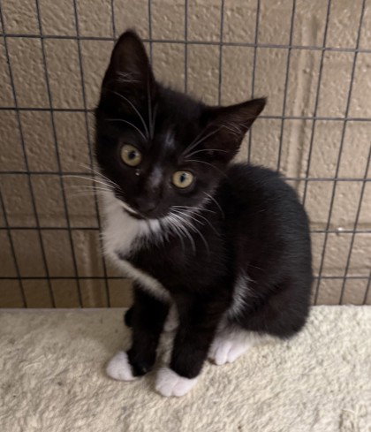 Chrolla, a cat for adoption from Fauquier SPCA, Inc.