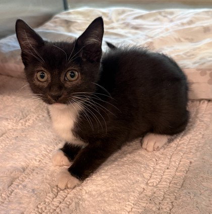Courtney LaPlante, Domestic Short Hair