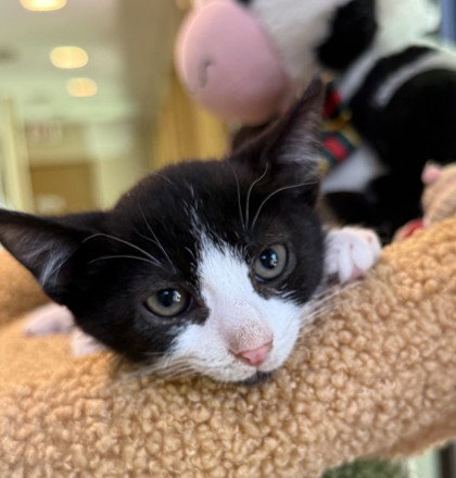 Noah Sebastian, Domestic Short Hair