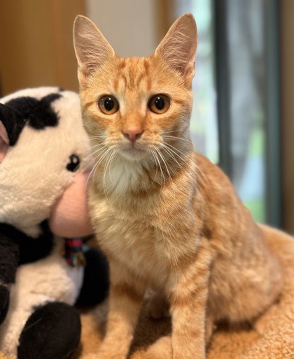 Sterling, Domestic Short Hair