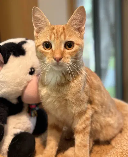 Sterling - Domestic Short Hair