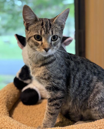 Steel, Domestic Short Hair