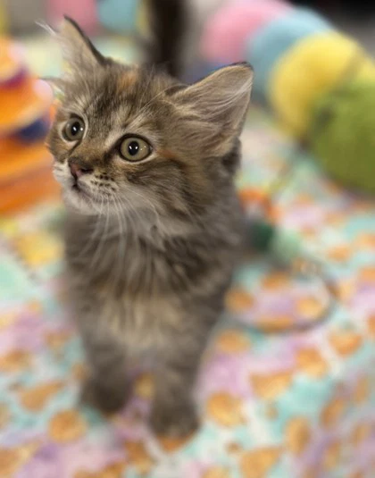 Fancy Feast