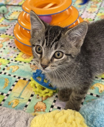Friskies, a cat for adoption from Fauquier SPCA, Inc.