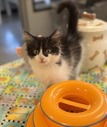 KitNCaboodle, a cat for adoption from Fauquier SPCA, Inc.