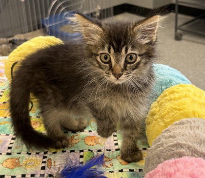 Nulo, a cat for adoption from Fauquier SPCA, Inc.