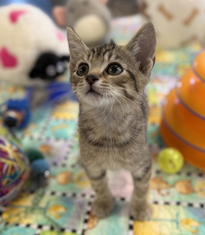 Purina, a cat for adoption from Fauquier SPCA, Inc.