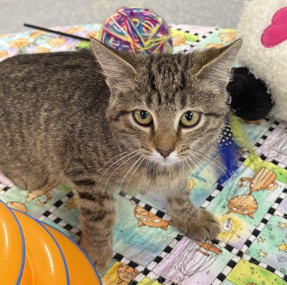 Tiresias, a cat for adoption from Fauquier SPCA, Inc.