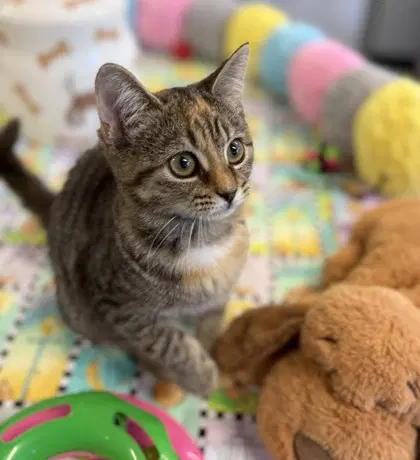 Banshee - Domestic Short Hair