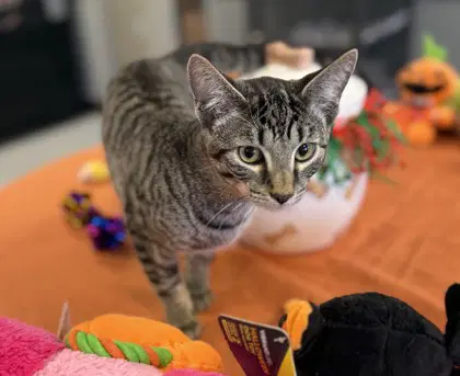 Flapple - Domestic Short Hair