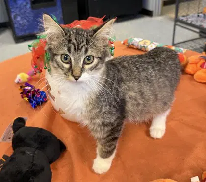 Hitch - Domestic Medium Hair