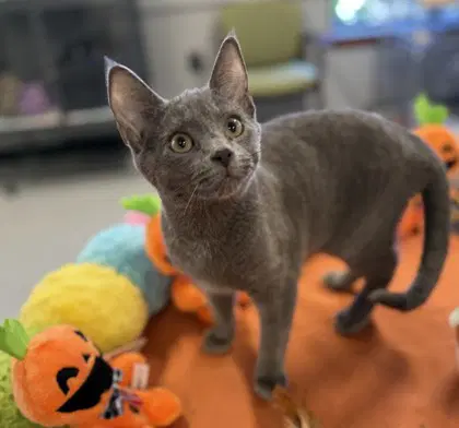 Hydrapple - Domestic Short Hair