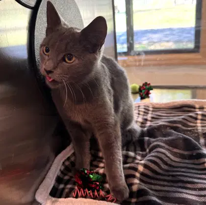 Ovilus - Domestic Short Hair