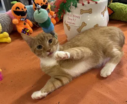Pumpkin Seed - Domestic Short Hair