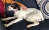 adoptable Dog in mira loma, CA named CA/Reggie