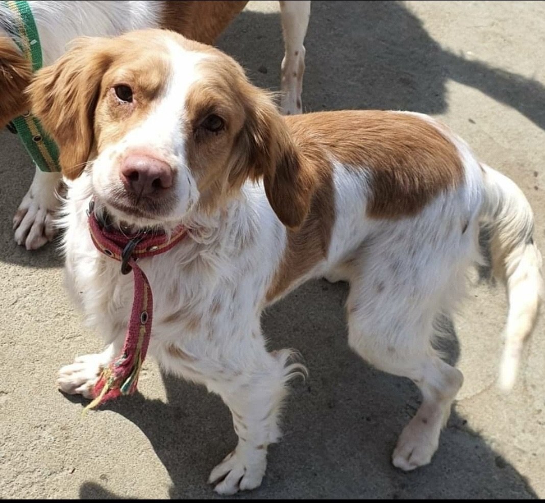 adoptable Dog in Mira Loma, CA named CA/Reah (LA)