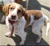adoptable Dog in  named CA/Reah (LA)