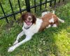 adoptable Dog in reston, VA named VA/Sadie