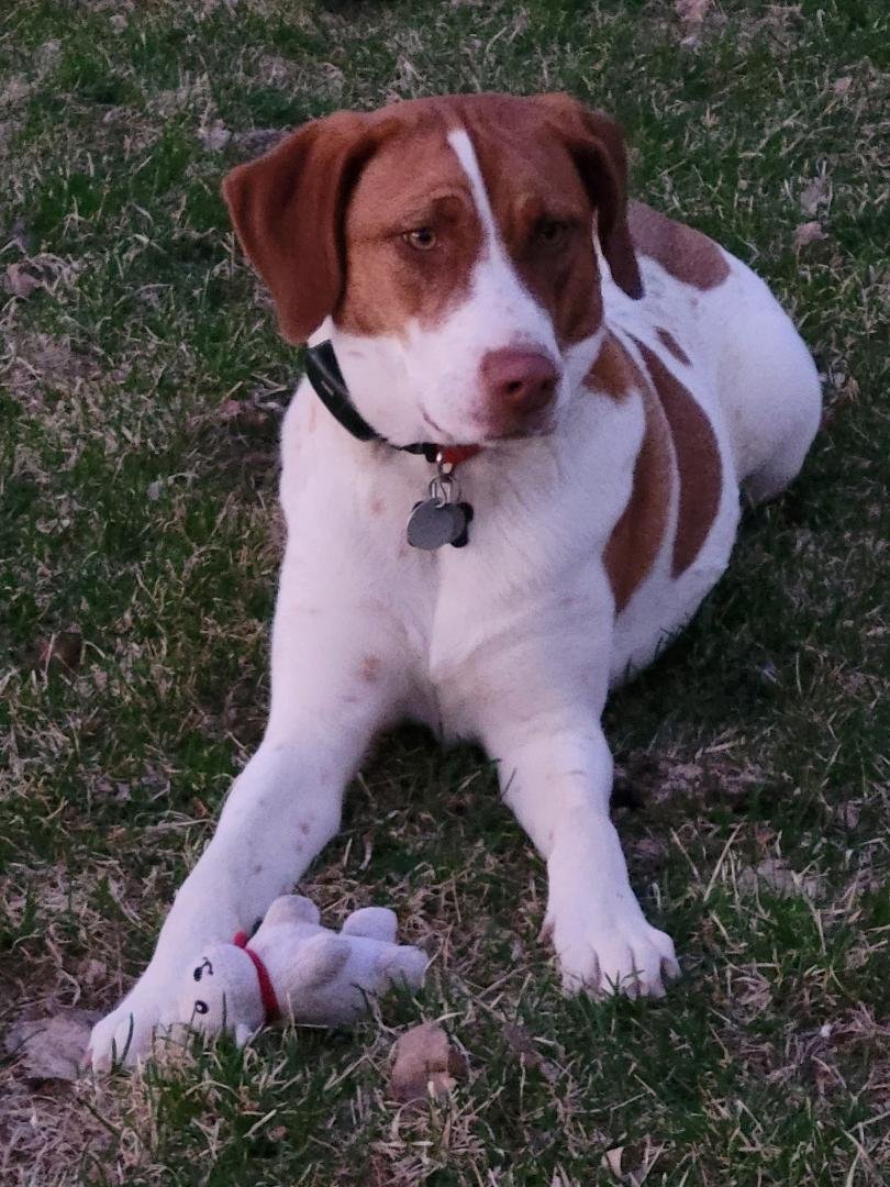 adoptable Dog in Soddy Daisy, TN named TN/Penny